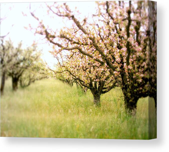 Apple Orchard Canvas Print featuring the photograph Awakening by Lupen Grainne