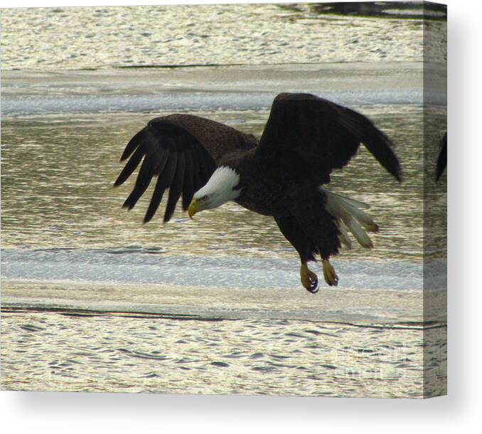 A Bird Of Prey Found In North America Canvas Print featuring the photograph Bald Eagle coming in for landing by Mitch Spillane