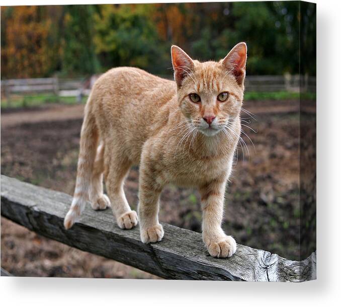 Cat Canvas Print featuring the photograph Barn Cat by Rona Black