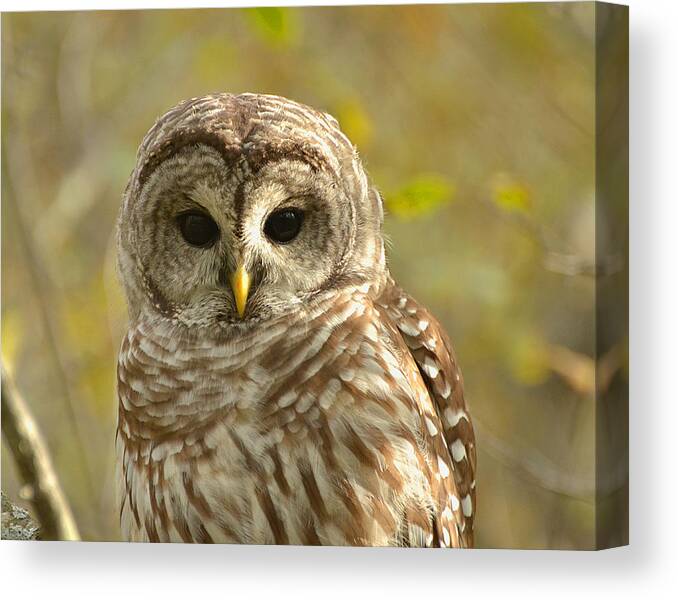 Barred Owl Canvas Print featuring the photograph Barred Owl by Nancy Landry