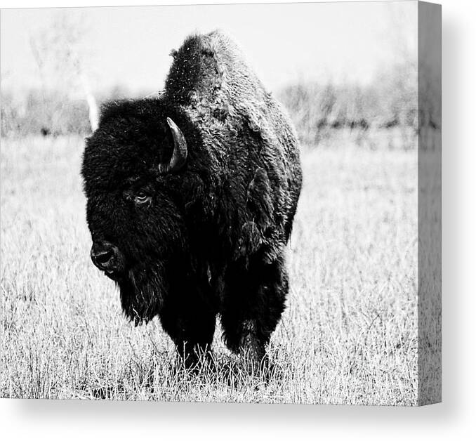 Bison Canvas Print featuring the photograph Beautiful Bison Black And White 6 by Boon Mee
