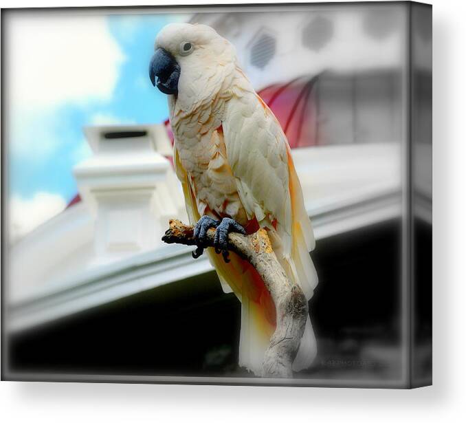 Muluccan Canvas Print featuring the photograph Beautiful Salmon-Crested Cockatoo by Kathy Barney