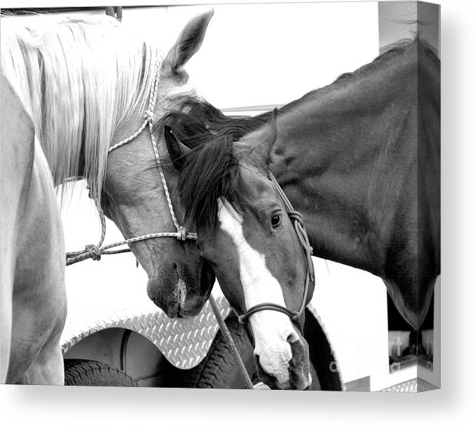 Horses Canvas Print featuring the photograph Best Friends by Steven Reed