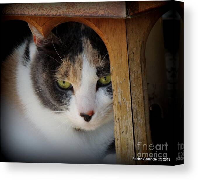 Cats Canvas Print featuring the photograph Bird Feeder by Rabiah Seminole