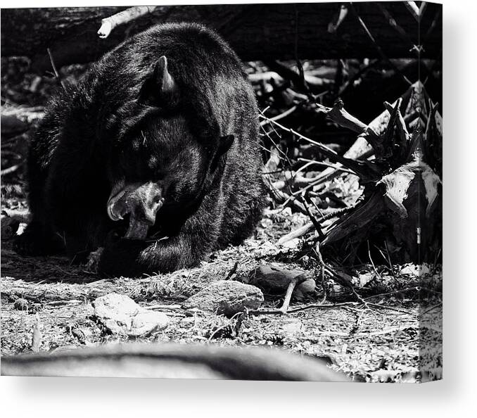 Black Bears Canvas Print featuring the photograph Black Bear by Flees Photos
