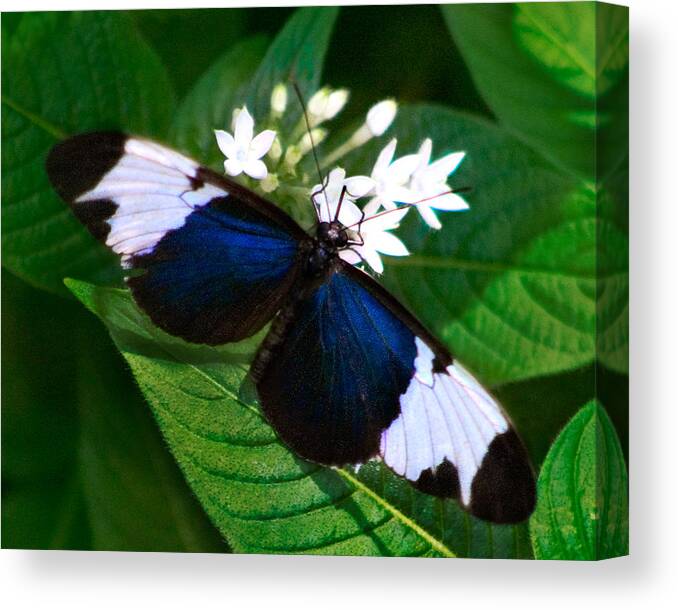Karen Stephenson Photography Canvas Print featuring the photograph Black Blue and White by Karen Stephenson