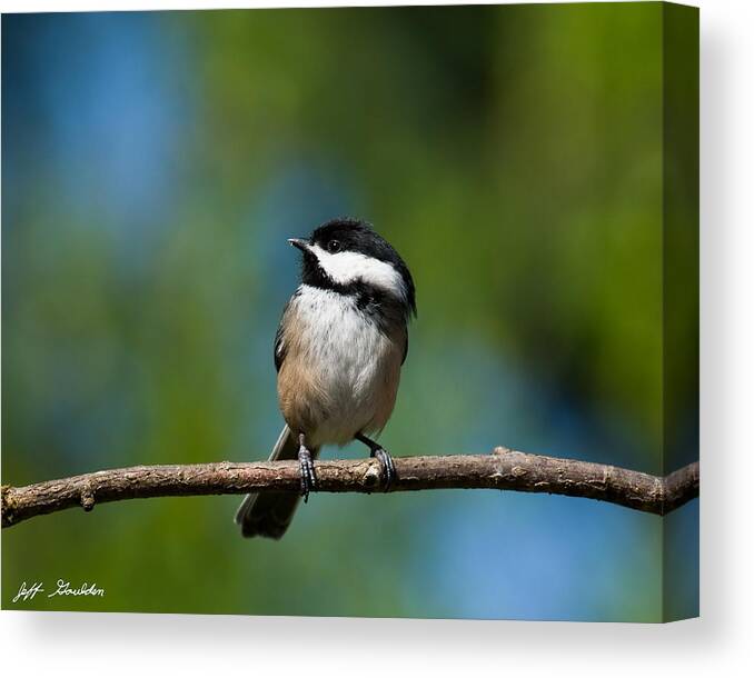 Animal Canvas Print featuring the photograph Black Capped Chickadee Perched on a Branch by Jeff Goulden