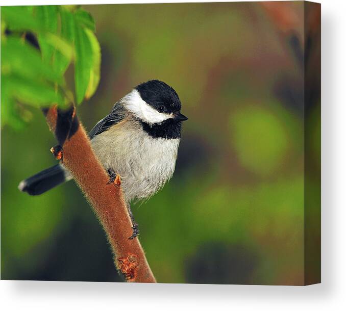 Black-capped Chickadee Canvas Print featuring the photograph Black-capped Chickadee by Tony Beck