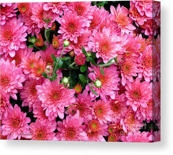 Flower Canvas Print featuring the photograph Blaze of Color by Dee Flouton