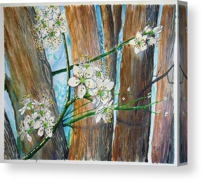 Cleveland Pear Canvas Print featuring the painting Blooms of the Cleaveland Pear by Nicole Angell