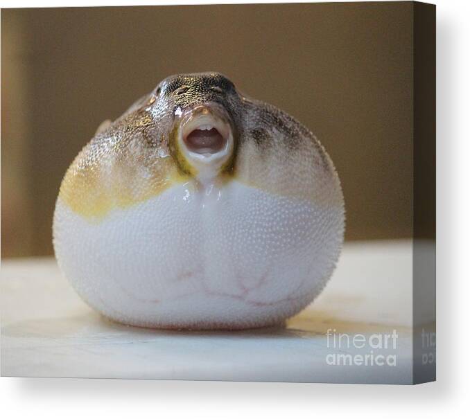 Blowfish Canvas Print featuring the photograph Blowfish by Cynthia Snyder