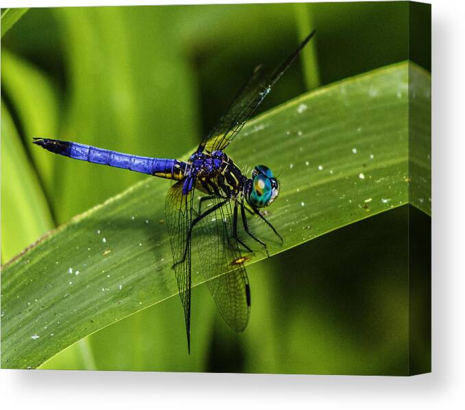 Pachydiplax Longipennis Canvas Print featuring the photograph Blue Dasher by Christopher Perez