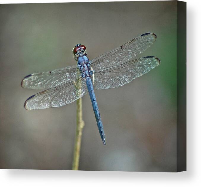 Insects Canvas Print featuring the photograph Blue Dragonfly II by Linda Brown
