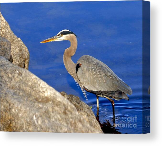 Blue Heron Canvas Print featuring the photograph Blue Heron in the Savannah River by Jean Wright