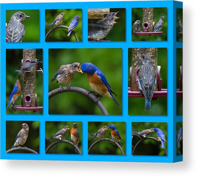 Bluebird Canvas Print featuring the photograph Bluebird Collage by Robert L Jackson