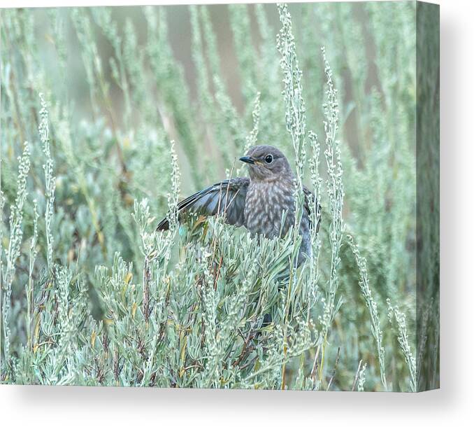 Birds Canvas Print featuring the photograph Bluebird In Sage by Yeates Photography