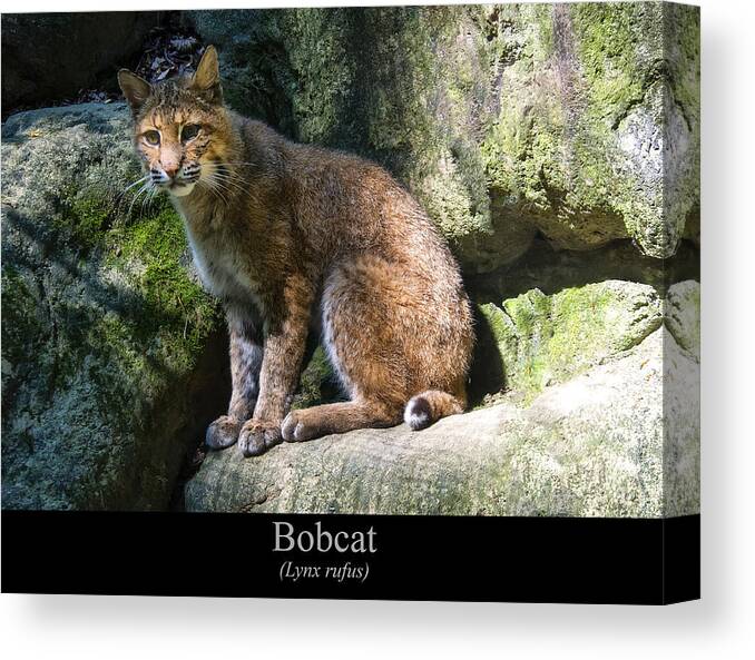 Class Room Posters Canvas Print featuring the digital art Bobcat by Flees Photos