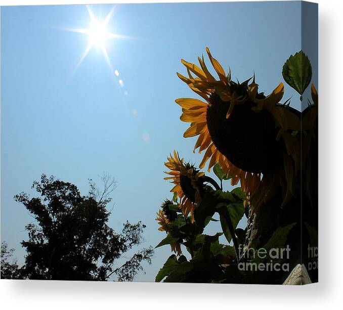 Sunflower Canvas Print featuring the photograph Bowing to the Sun by Janice Byer