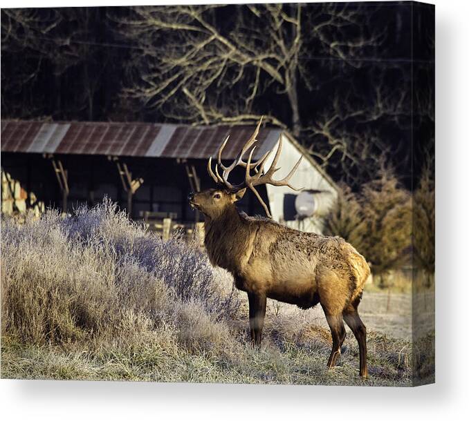 Bull Elk Canvas Print featuring the photograph Boxley Stud at Clark Pond by Michael Dougherty