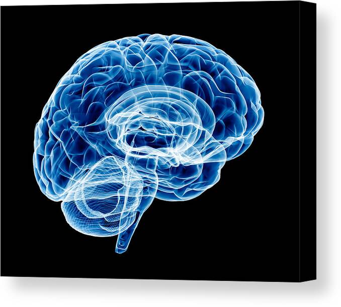 3d Scanning Canvas Print featuring the photograph Brain X-ray (HUGE) by Hayri Er