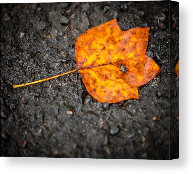 2013 Canvas Print featuring the photograph Bright Dark and Alone by Melinda Ledsome