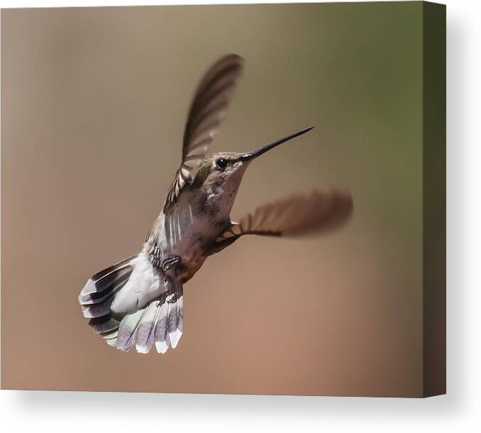 Photography Canvas Print featuring the photograph Broad-Tailed Hummingbird 2 by Lee Kirchhevel