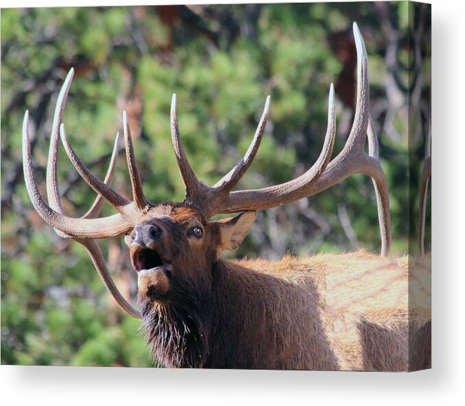 Elk Canvas Print featuring the photograph Bugling Bull by Shane Bechler