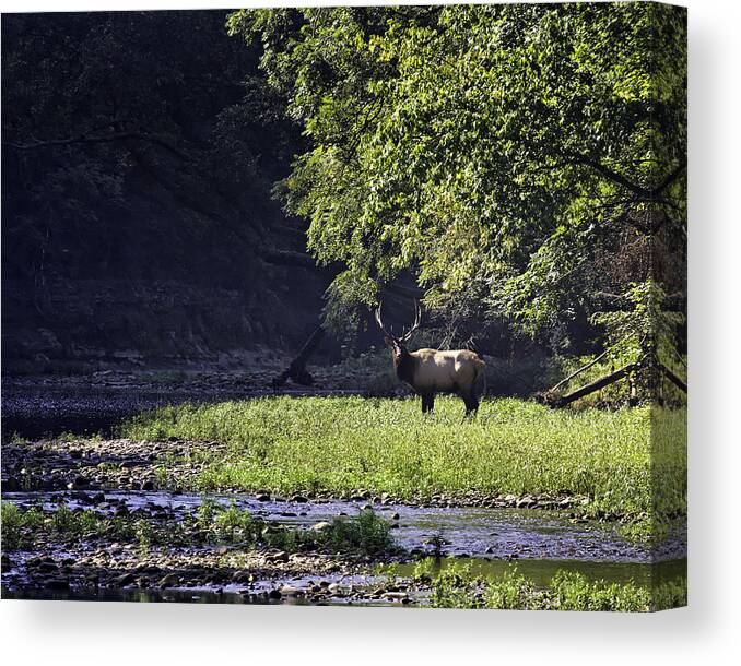 Bull Elk Canvas Print featuring the photograph Bull Elk Near Ponca Access by Michael Dougherty
