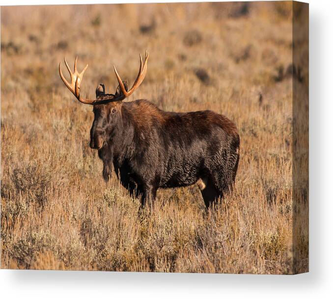 Grand Teton National Park Canvas Print featuring the photograph Bull Moose by Brenda Jacobs