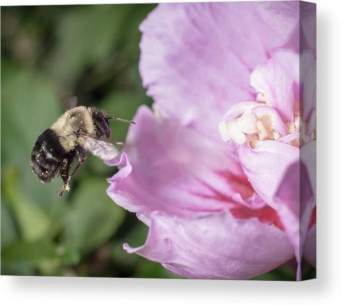 Bee Canvas Print featuring the photograph bumblebee to Rose of Sharon by Len Romanick