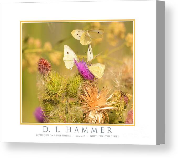 Butterfly Canvas Print featuring the photograph Butterflies on a Bull Thistle by Dennis Hammer
