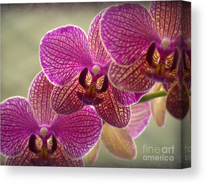 Orchid Canvas Print featuring the photograph Butterfly Asian Orchid by Tina M Wenger