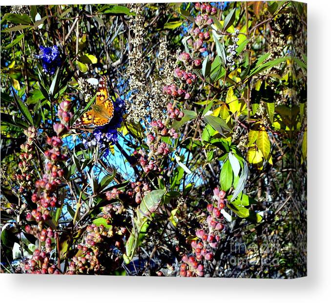 Butterfly Canvas Print featuring the photograph Butterfly in Butterfly Bush by Marlene Besso