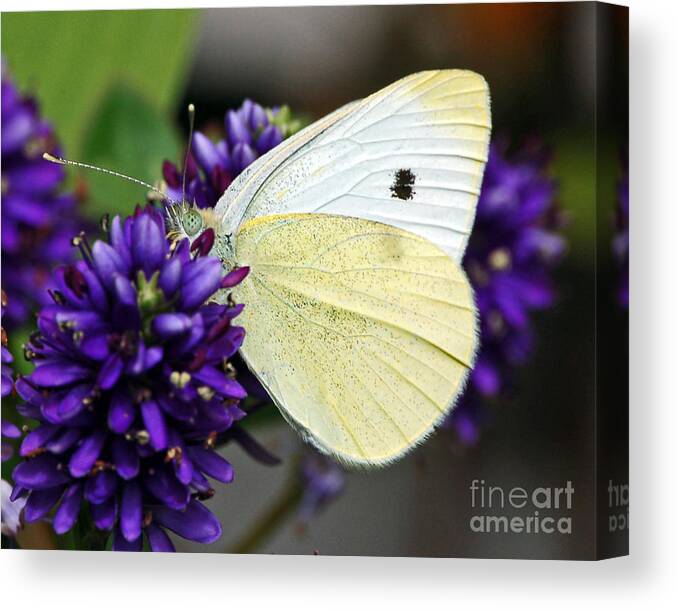 Butterfly Canvas Print featuring the photograph Butterfly on Hebe by Chuck Flewelling