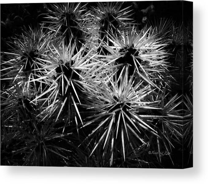 Prickly Canvas Print featuring the photograph Cacti by Xueling Zou