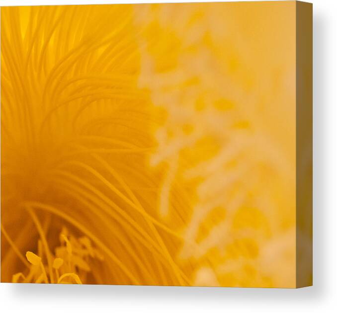 Raw Abstract Canvas Print featuring the photograph Cactus Flower Stamens by Jani Freimann