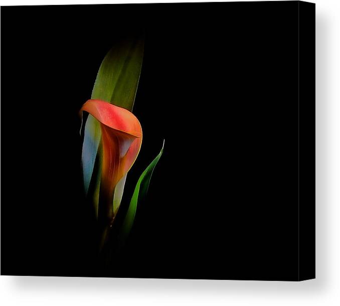 Calla Lily Canvas Print featuring the photograph Cala Lilly by Stuart Harrison