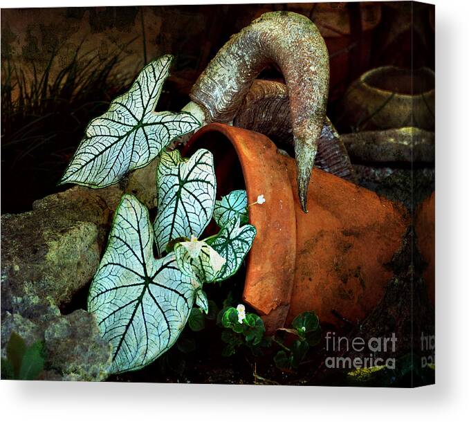 Linda Cox Canvas Print featuring the photograph Caladiums In Broken Pot by Linda Cox