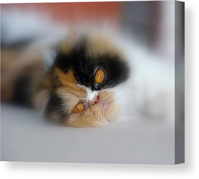 Pets Canvas Print featuring the photograph Cali Eyes by Rhonda McDougall