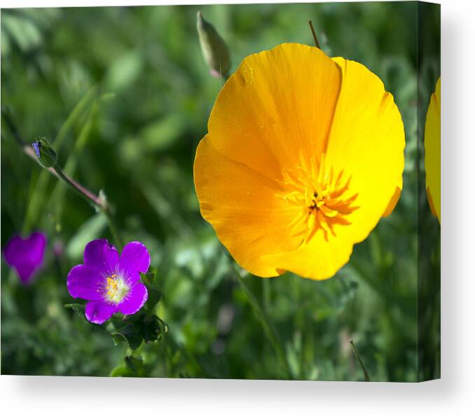 Poppy Canvas Print featuring the photograph California Poppy by Josh Bryant