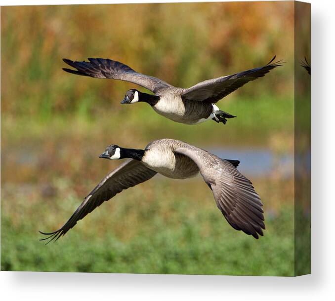 Birds Canvas Print featuring the photograph Canada Geese Flying by Steve Kaye