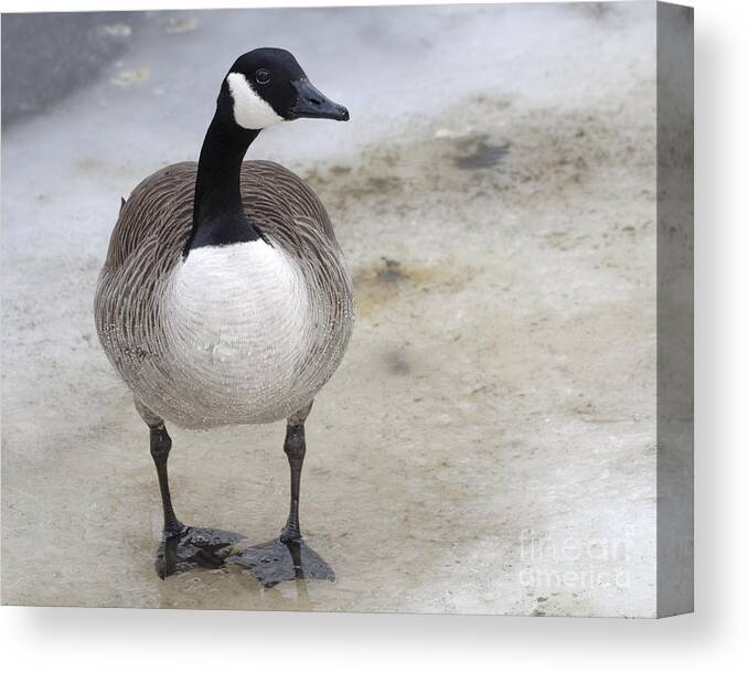 Canada Goose Canvas Print featuring the photograph Canada Goose Makes a Stand in the Charles River by Ilene Hoffman