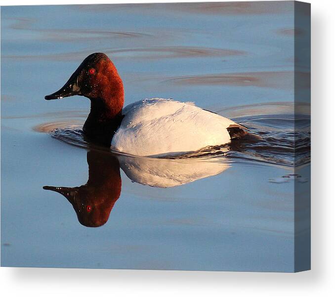 Canvasback Duck Canvas Print featuring the photograph Canvasback Drake Reflection by John Dart