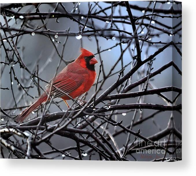 Nature Canvas Print featuring the photograph Cardinal in the Rain  by Nava Thompson