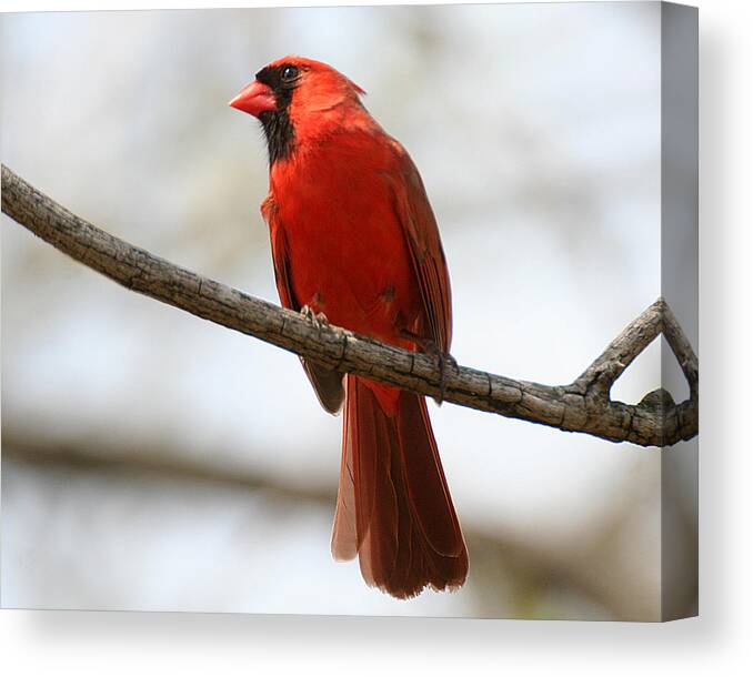 Wildlife Canvas Print featuring the photograph Cardinal on Branch by William Selander