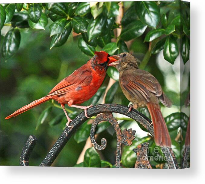 Red Cardinal Photo Canvas Print featuring the photograph Cardinal Bird Valentines Love by Luana K Perez