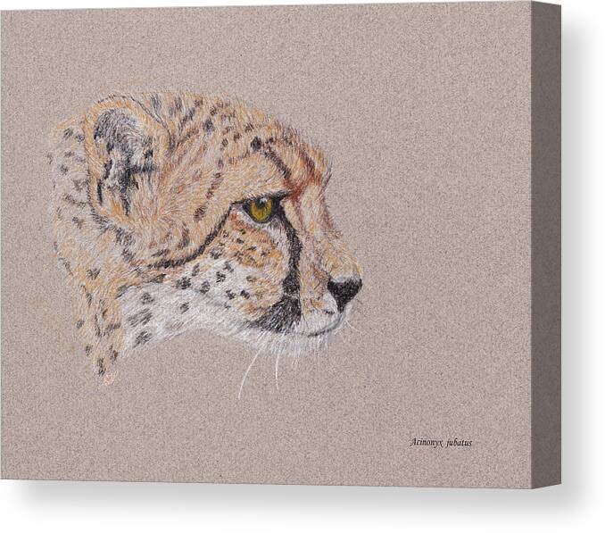 Cheetah Canvas Print featuring the drawing Cheetah by Stephanie Grant