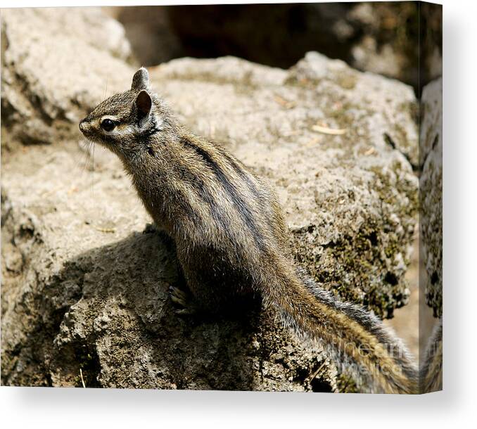 Chipmunk Canvas Print featuring the photograph Chipmunk on a Rock by Belinda Greb