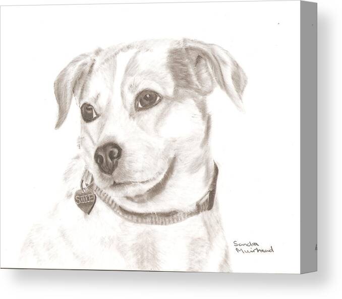 Sandra Muirhead Dog Female Cow Dog Pencil Drawing Cille Realistic Drawing Canvas Print featuring the drawing Cille by Sandra Muirhead