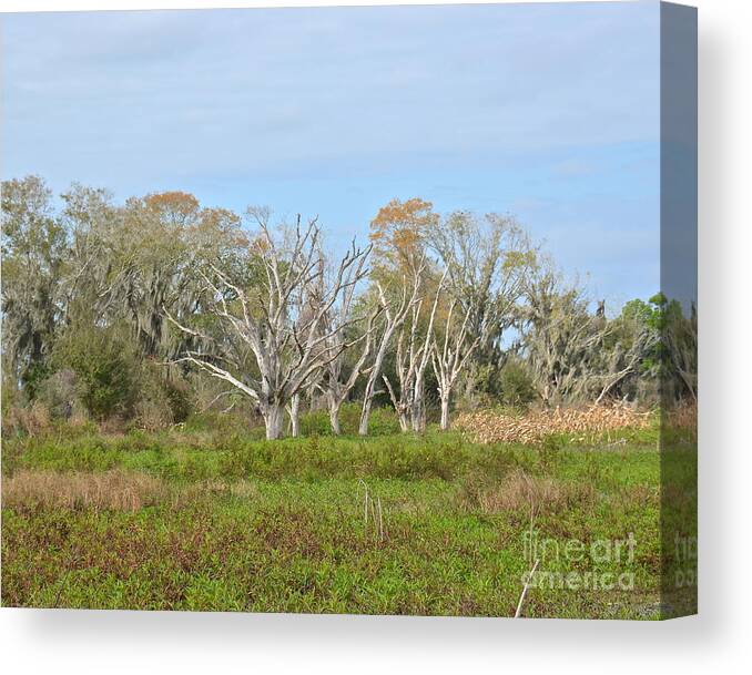 Swamp Canvas Print featuring the photograph Circle B Wetlands by Carol Bradley